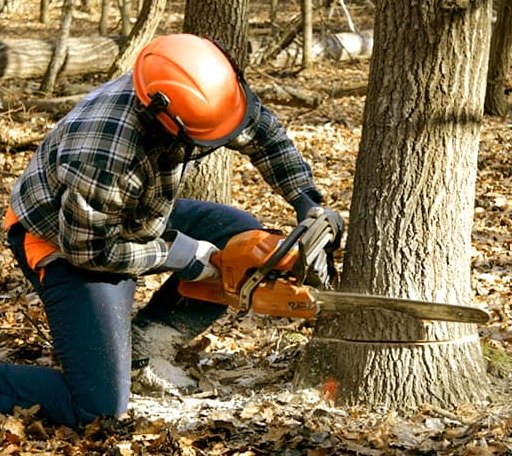 Tree Removal in Valier, PA